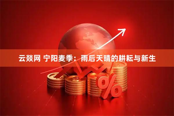 云燚网 宁阳麦季：雨后天晴的耕耘与新生